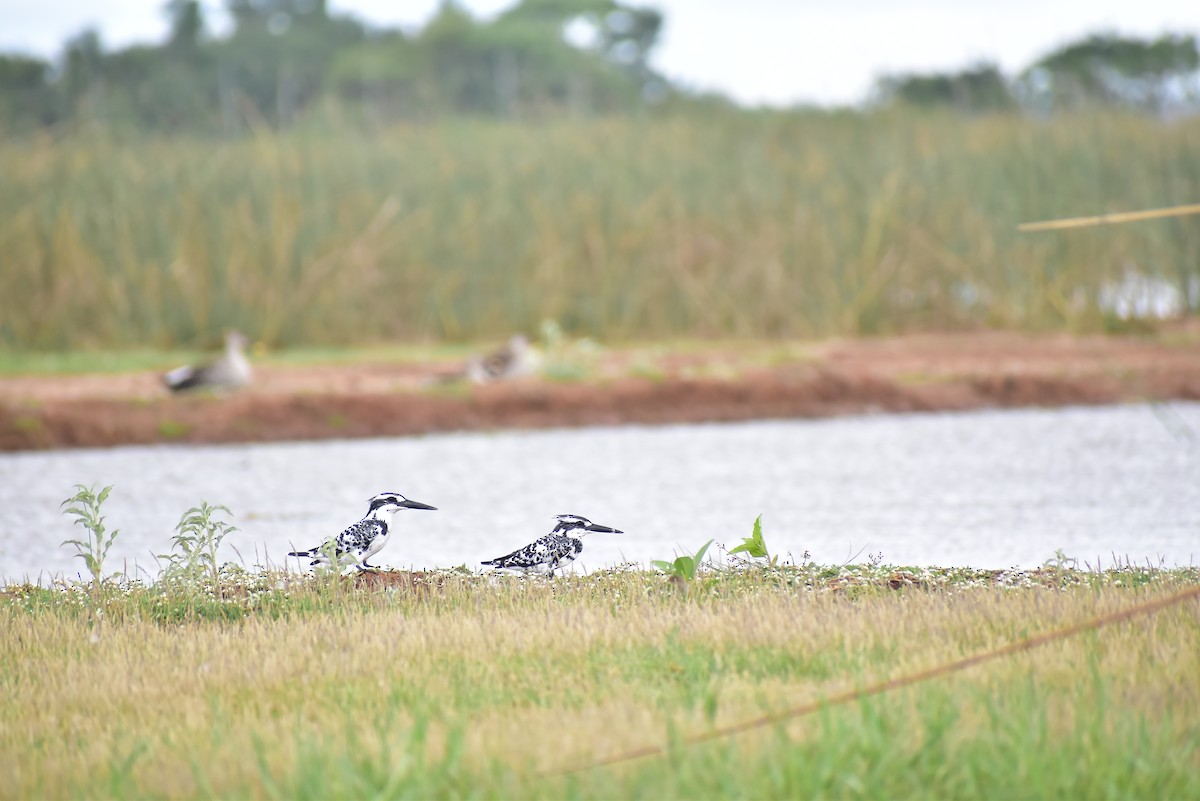 Pied Kingfisher - ML583157511
