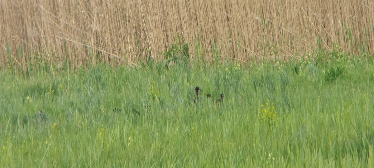 Glossy Ibis - ML583158231