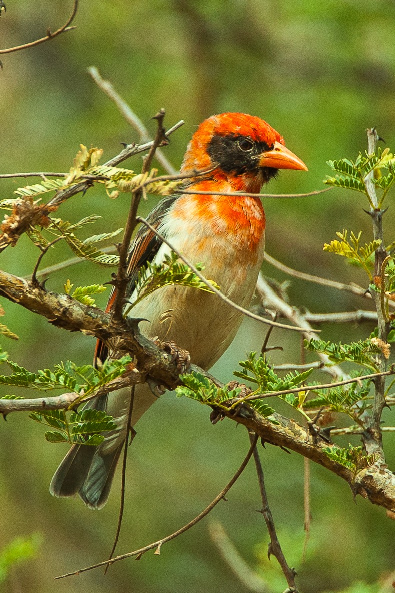 Red-headed Weaver - Francesco Veronesi