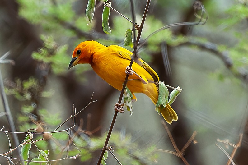 Golden Palm Weaver - Francesco Veronesi