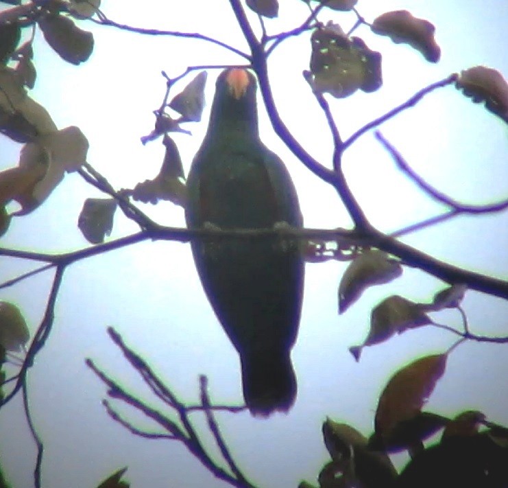 eclectus sp. - ML58315911