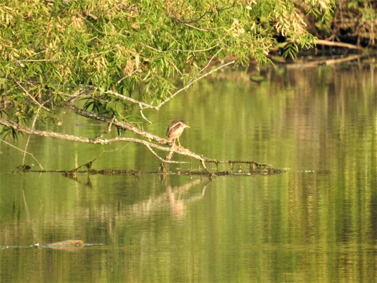 Least Bittern - ML583159581