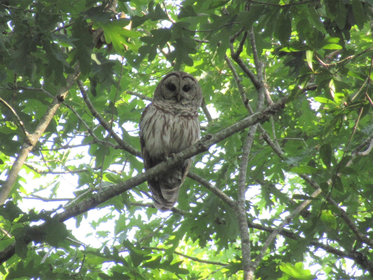 Barred Owl - ML583159601