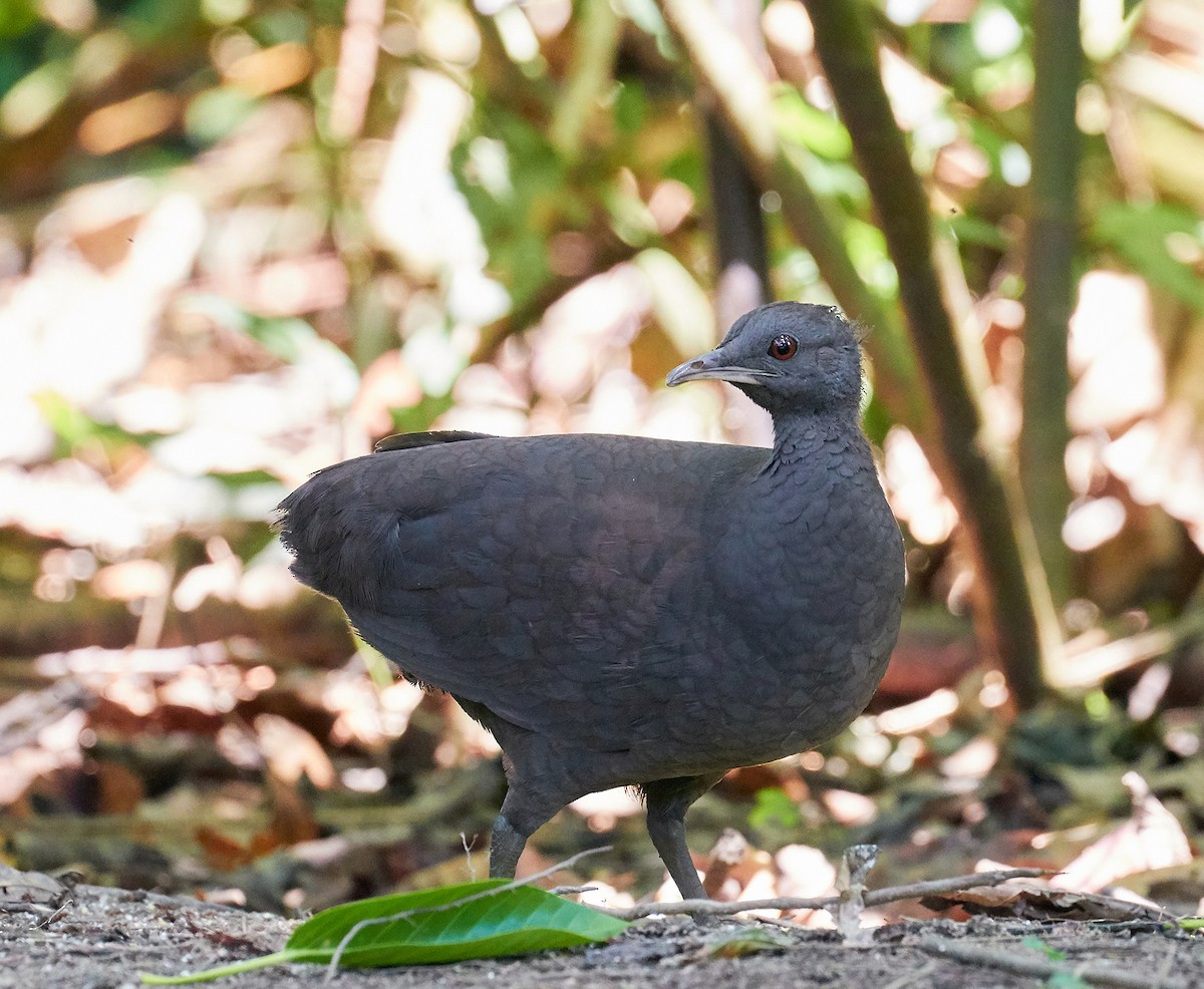 Cinereous Tinamou - ML583160321