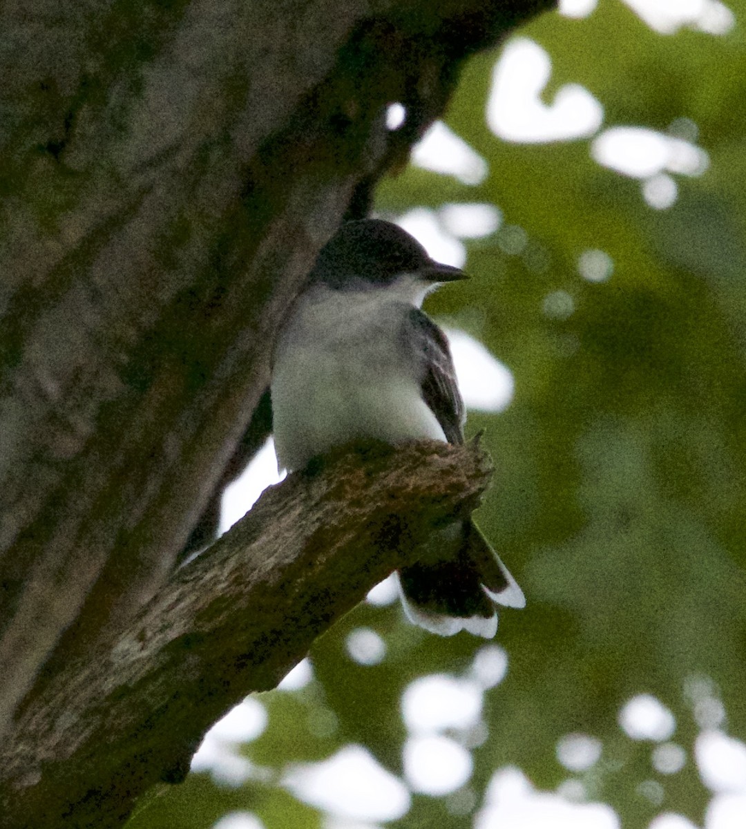 Eastern Kingbird - ML58316071