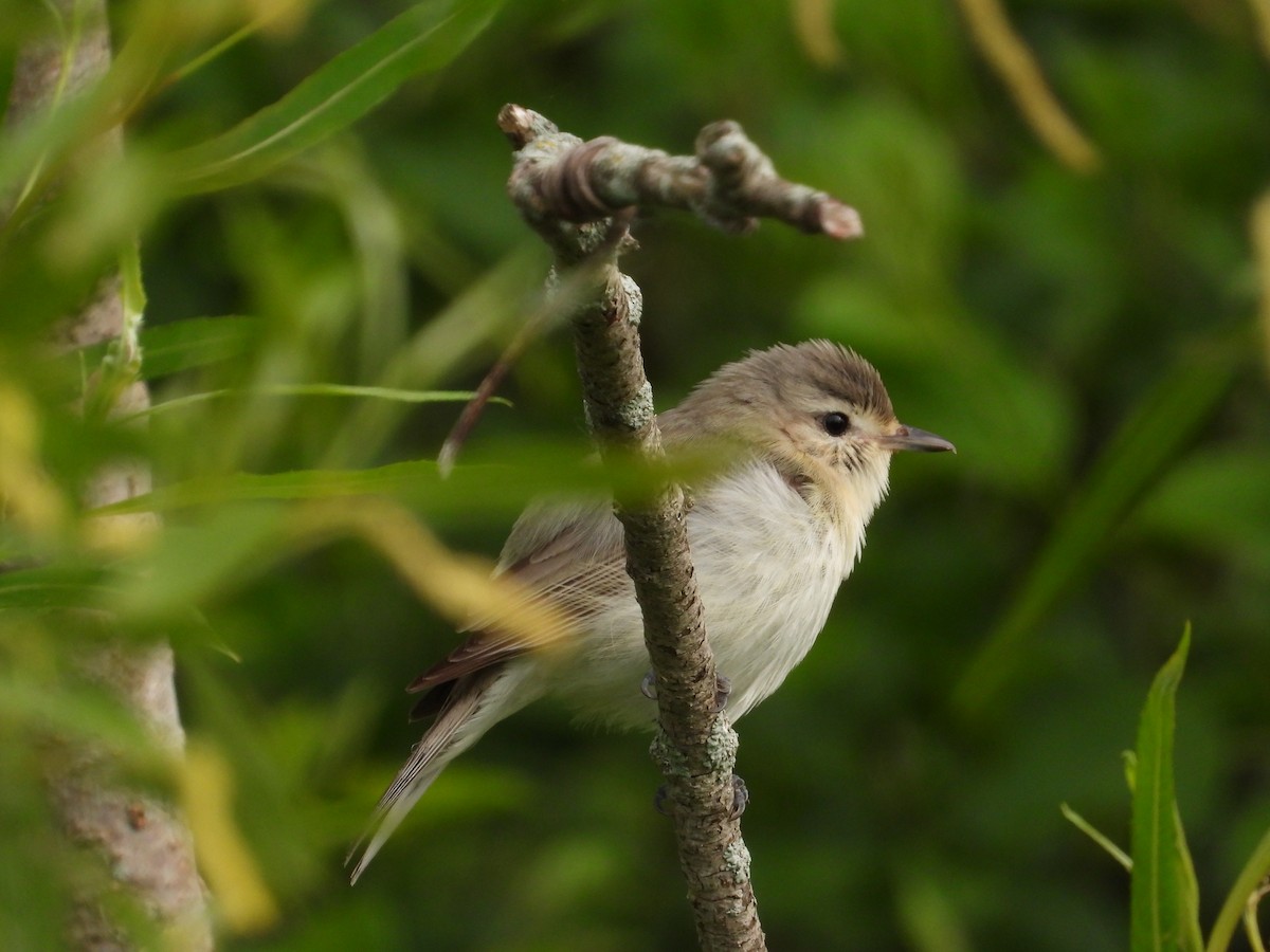 Warbling Vireo - Martine Parent