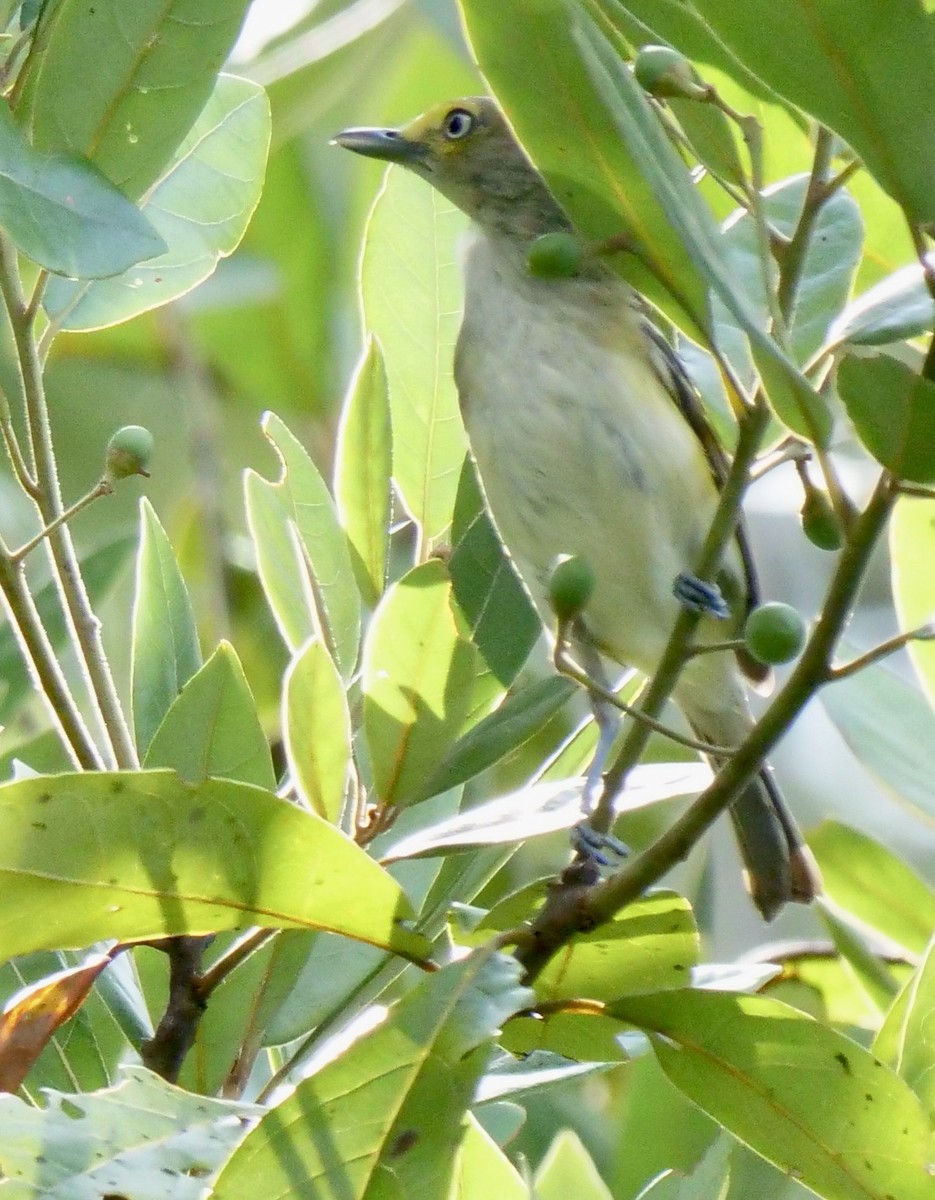 White-eyed Vireo - Lee & Mary Ann Evans