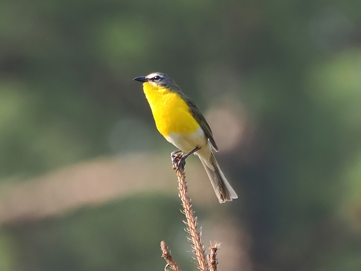 Yellow-breasted Chat - ML583162601