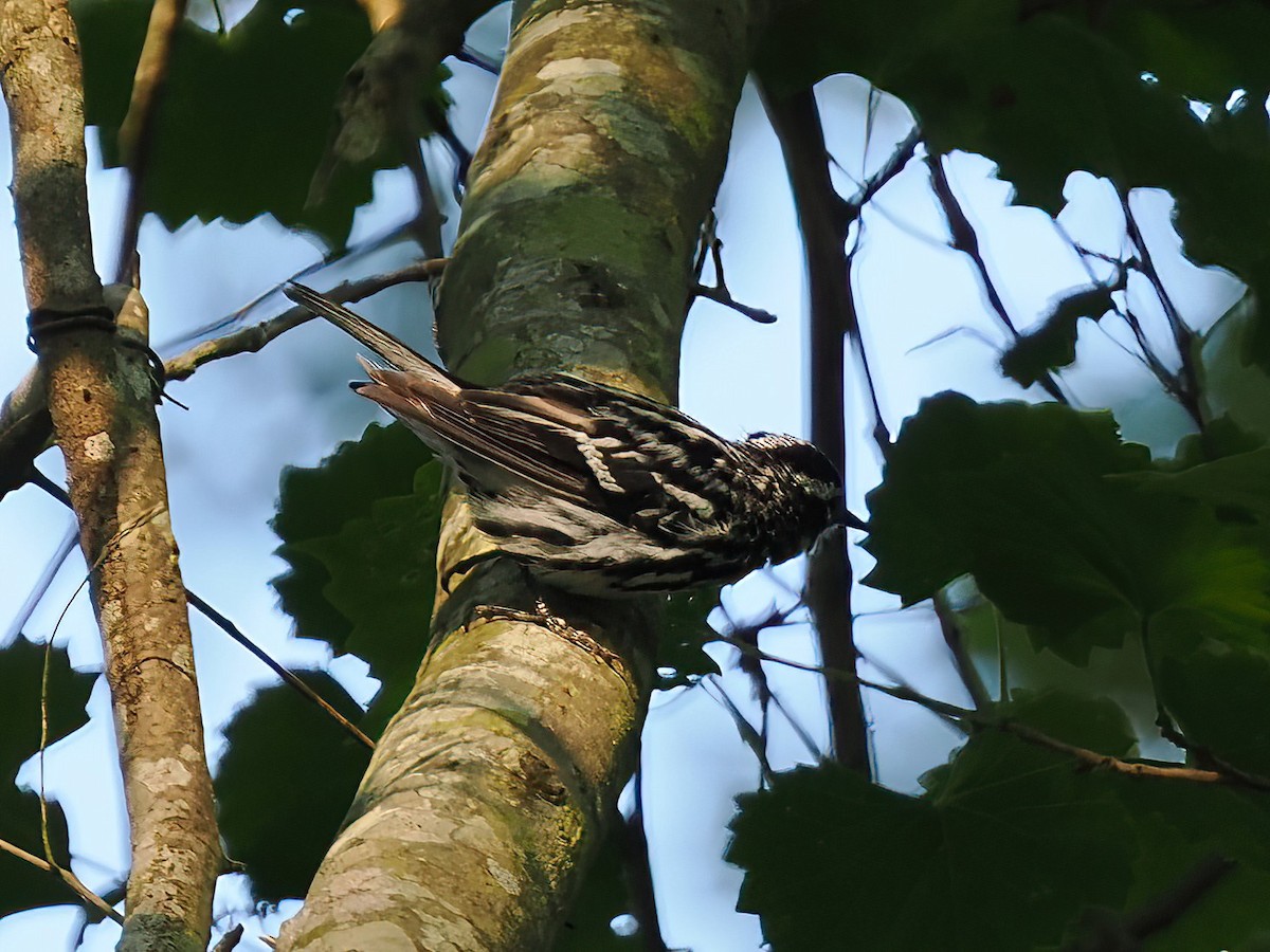 Black-and-white Warbler - ML583162651