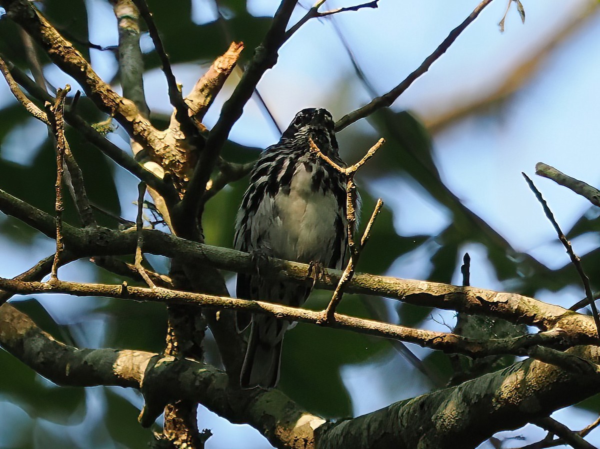 Black-and-white Warbler - ML583162661