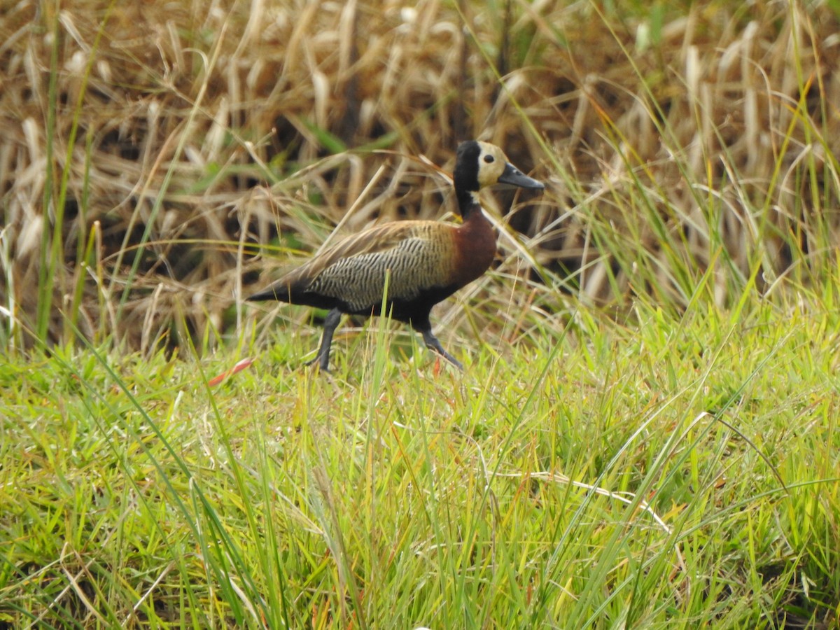 White-faced Whistling-Duck - ML583163351