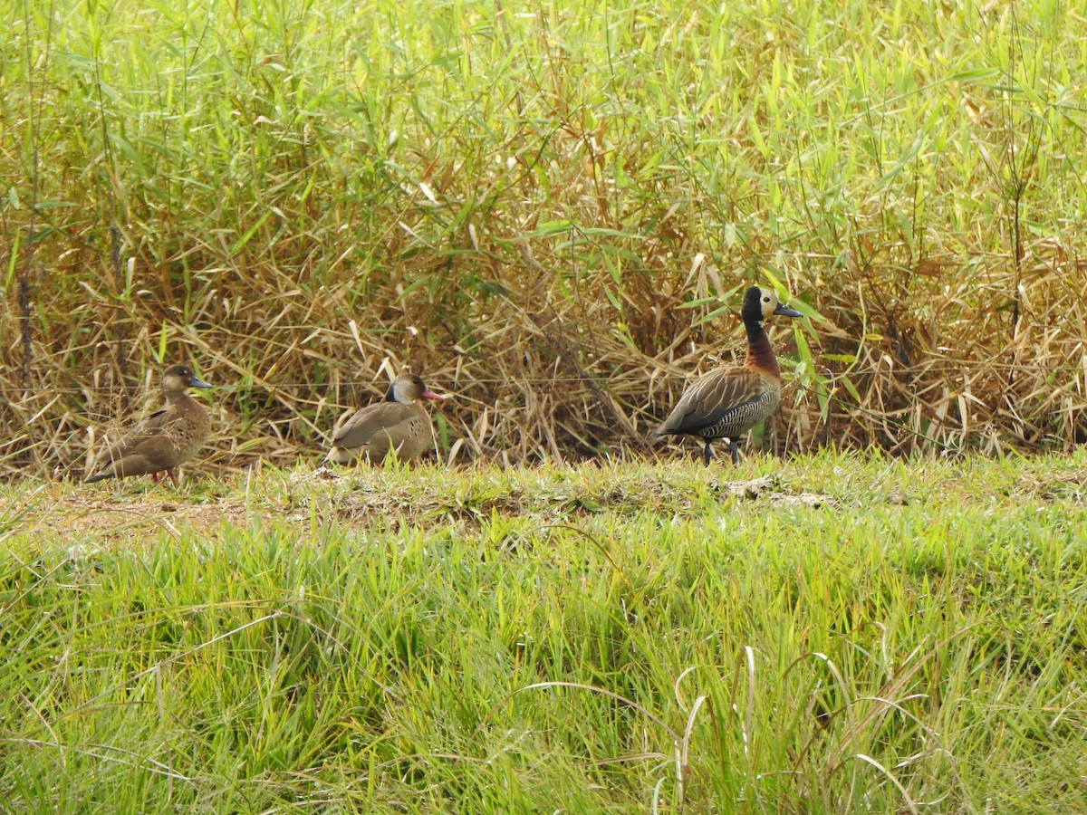 White-faced Whistling-Duck - ML583163361