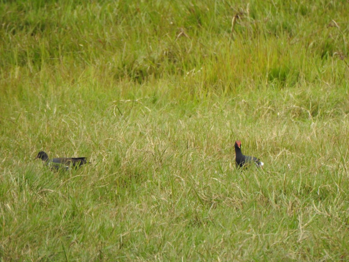 Gallinule d'Amérique - ML583163721