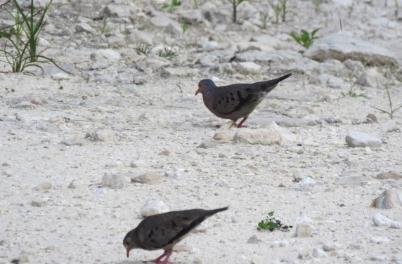 Common Ground Dove - ML583165451