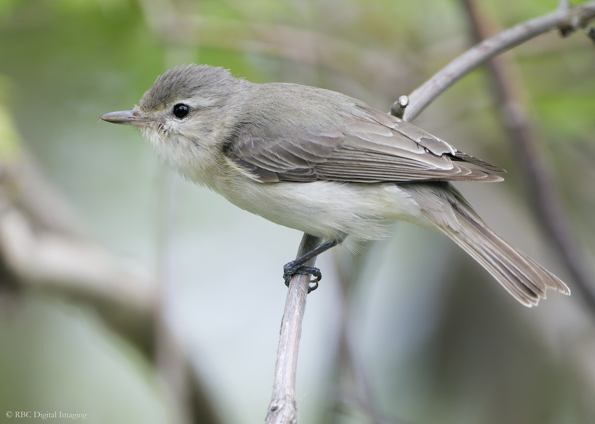 Eastern Warbling Vireo - Roy Chatburn