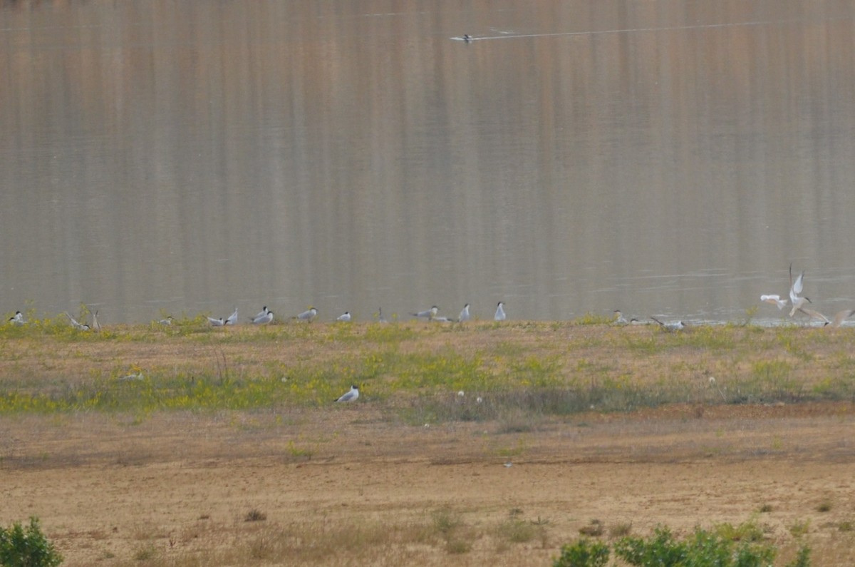 Gull-billed Tern - ML58316641