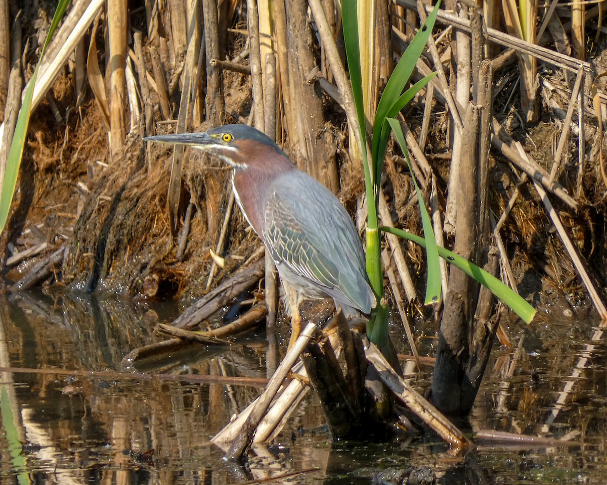 Green Heron - ML583168121