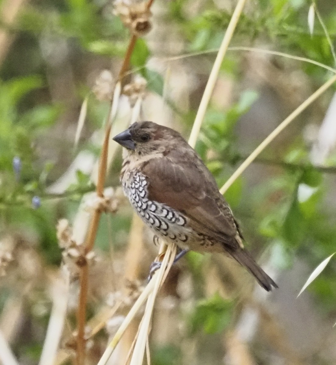 Scaly-breasted Munia - ML583168961