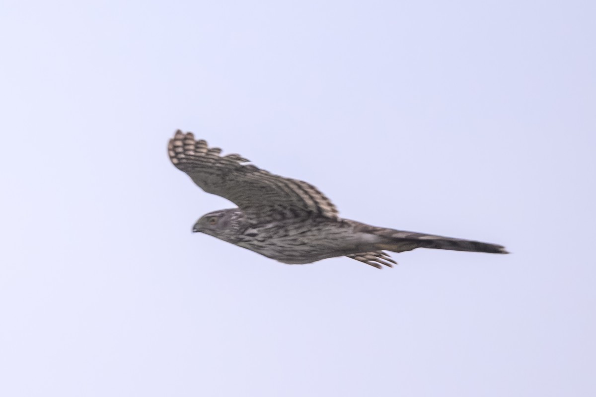 Cooper's Hawk - ML583169301