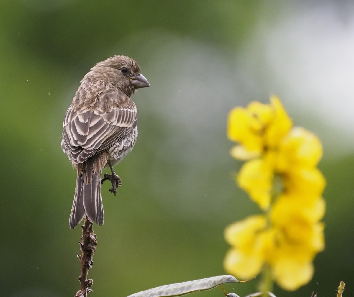 House Finch - ML583169701