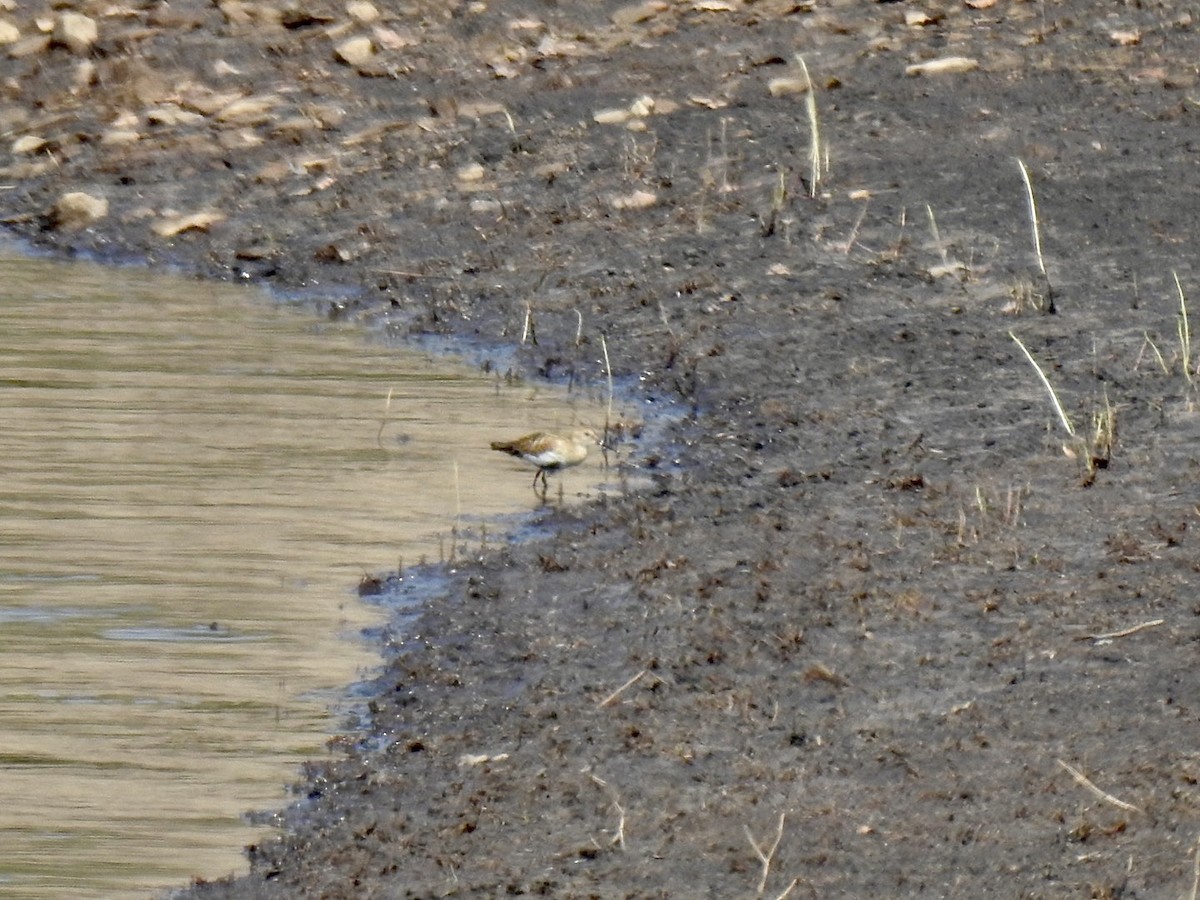 Dunlin - ML583169741