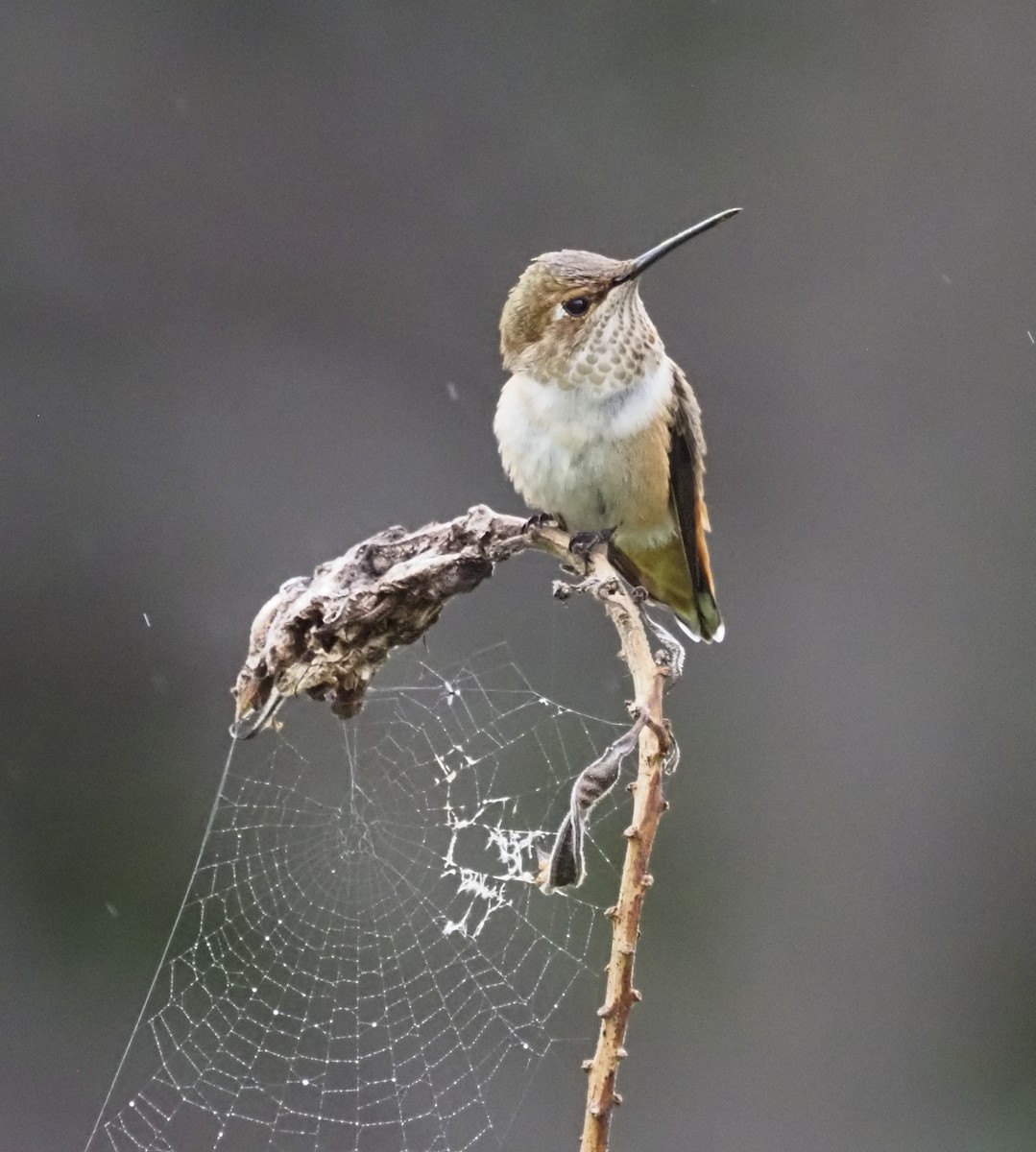 Allen's Hummingbird - Paul Fox