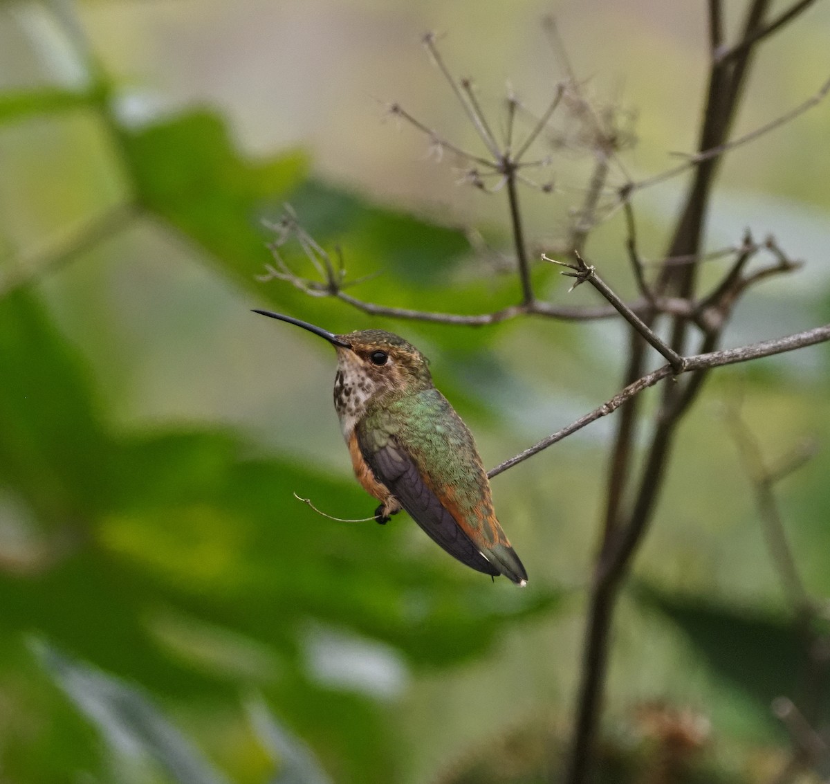 Allen's Hummingbird - ML583169801