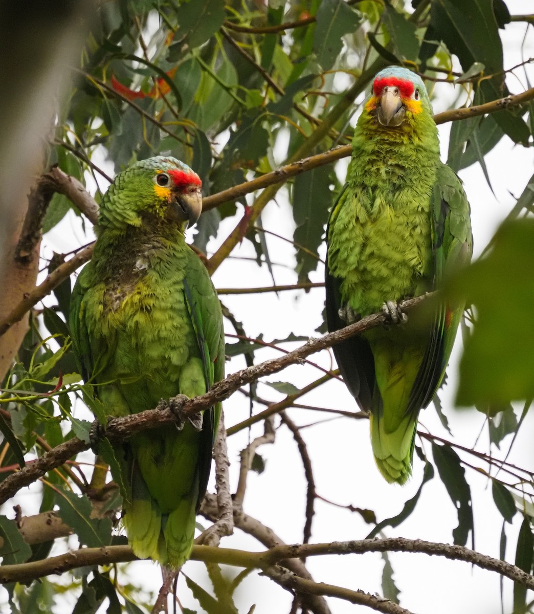 メキシコアカボウシインコ - ML583169981