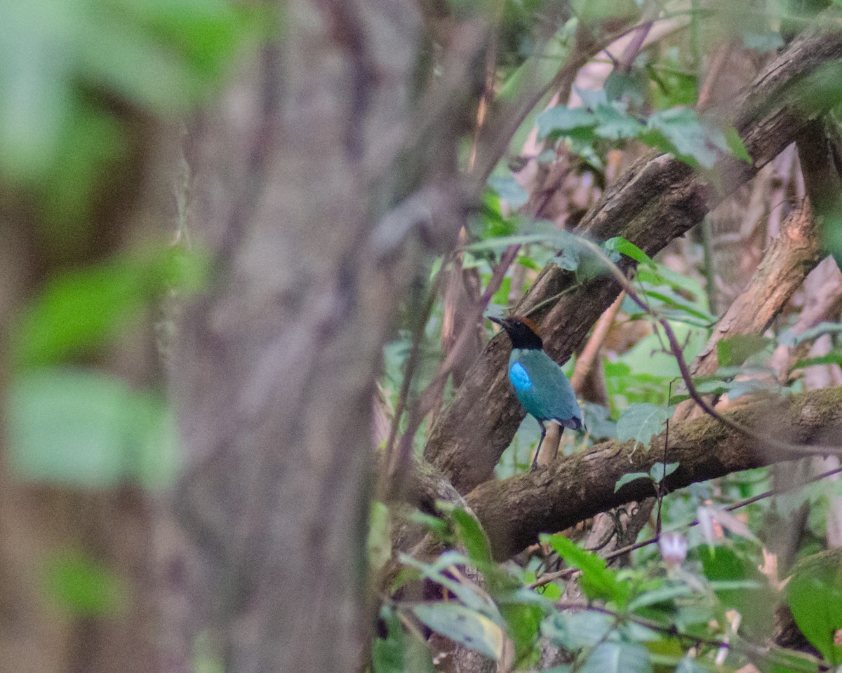 Western Hooded Pitta - ML583170101