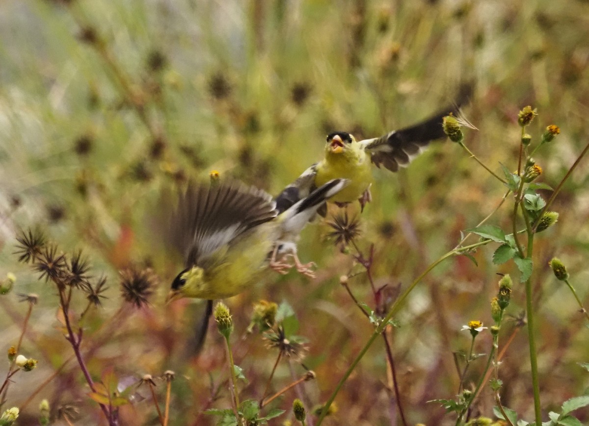 American Goldfinch - Paul Fox