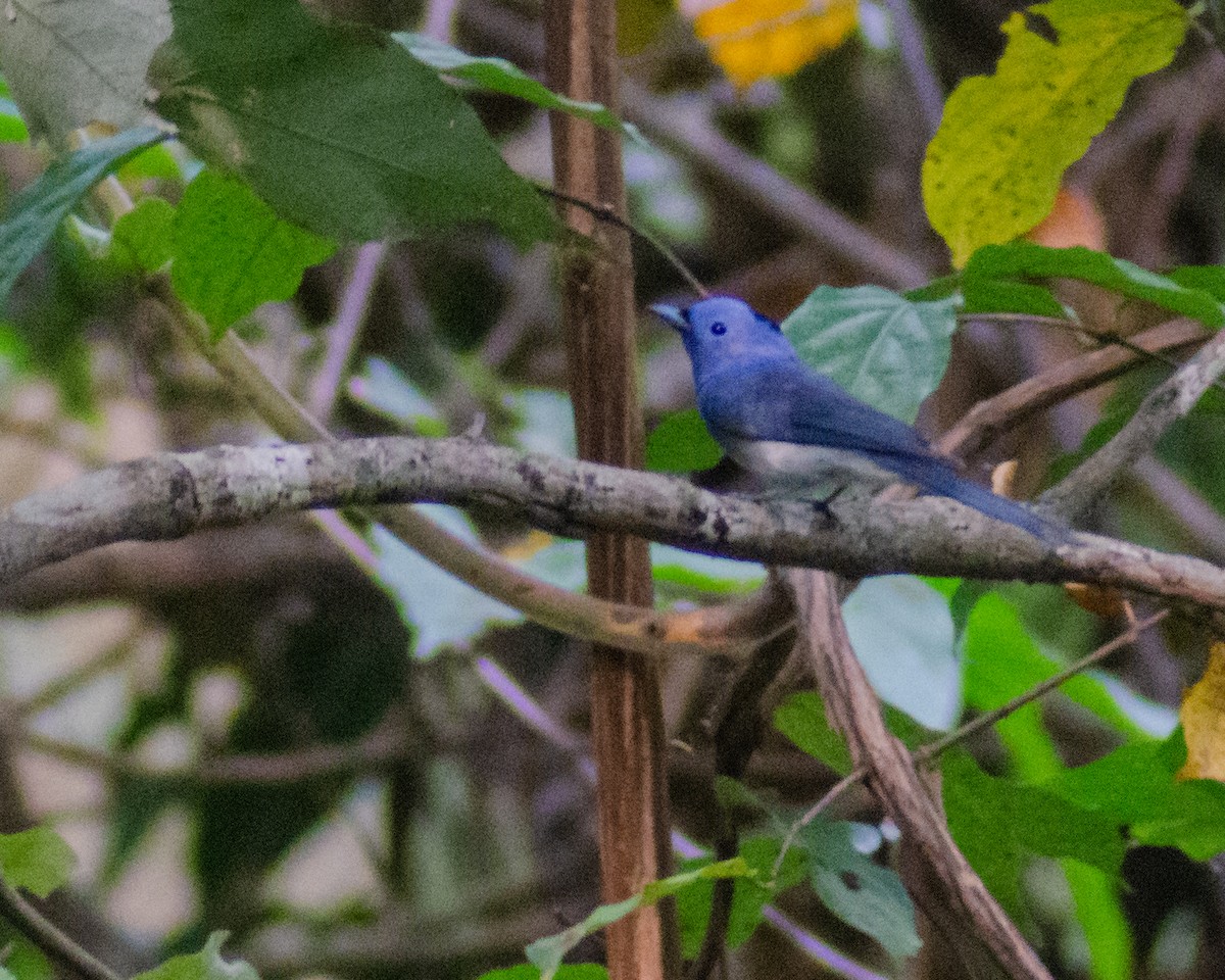 Black-naped Monarch - ML583170121