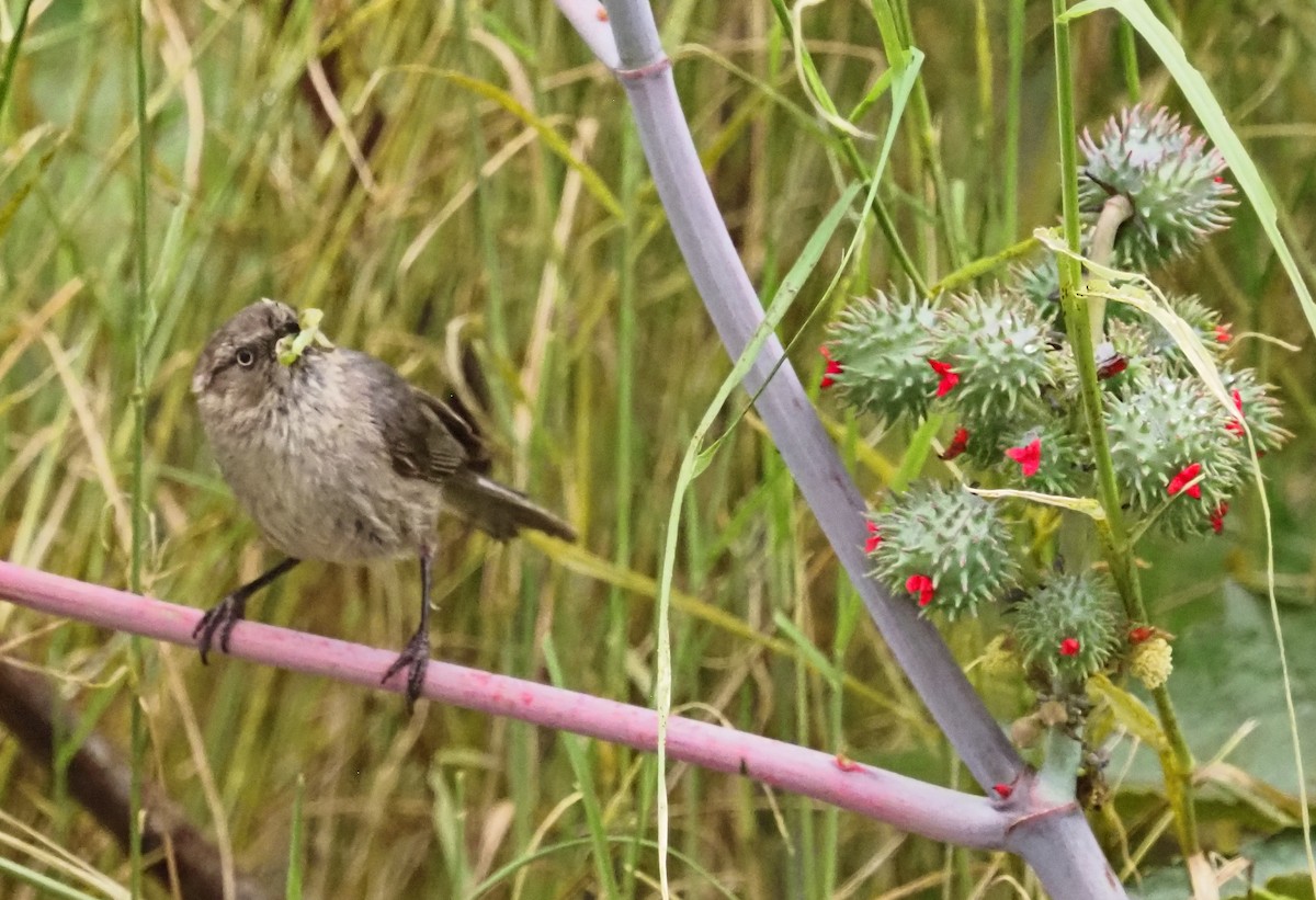 Bushtit - ML583170341