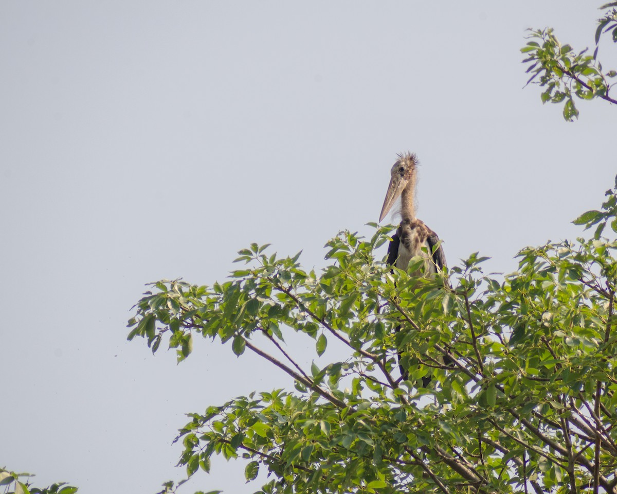 Lesser Adjutant - ML583170371