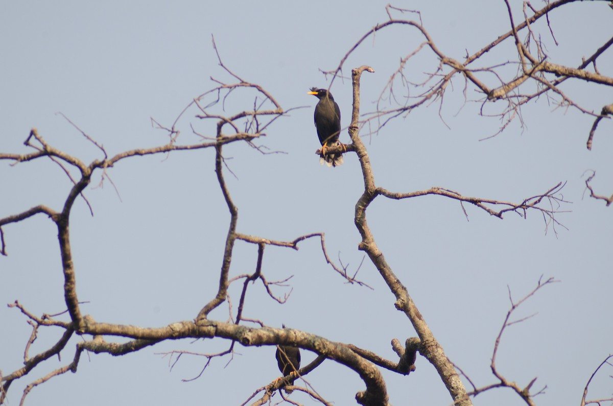 Great Myna - ML583170401