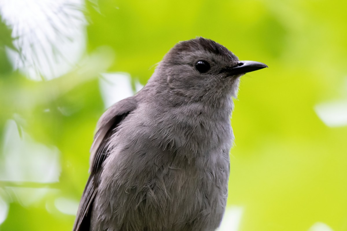 Gray Catbird - ML583171101