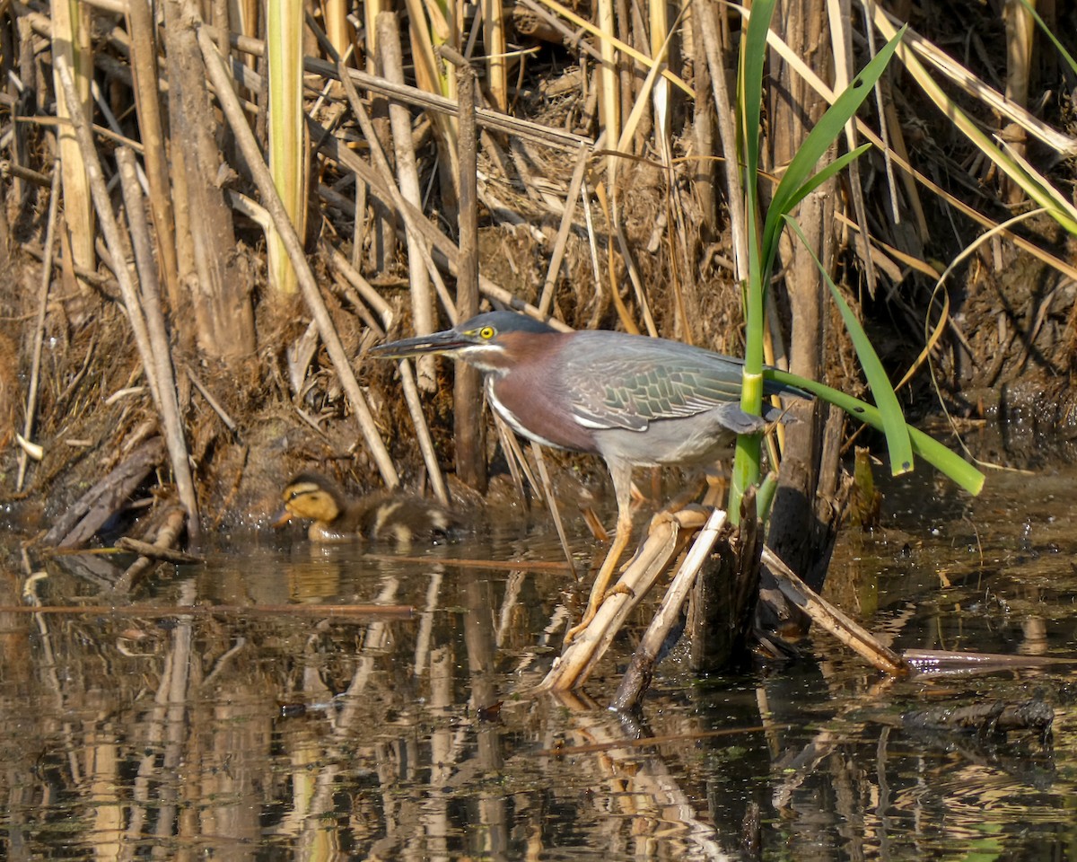 Green Heron - ML583171111