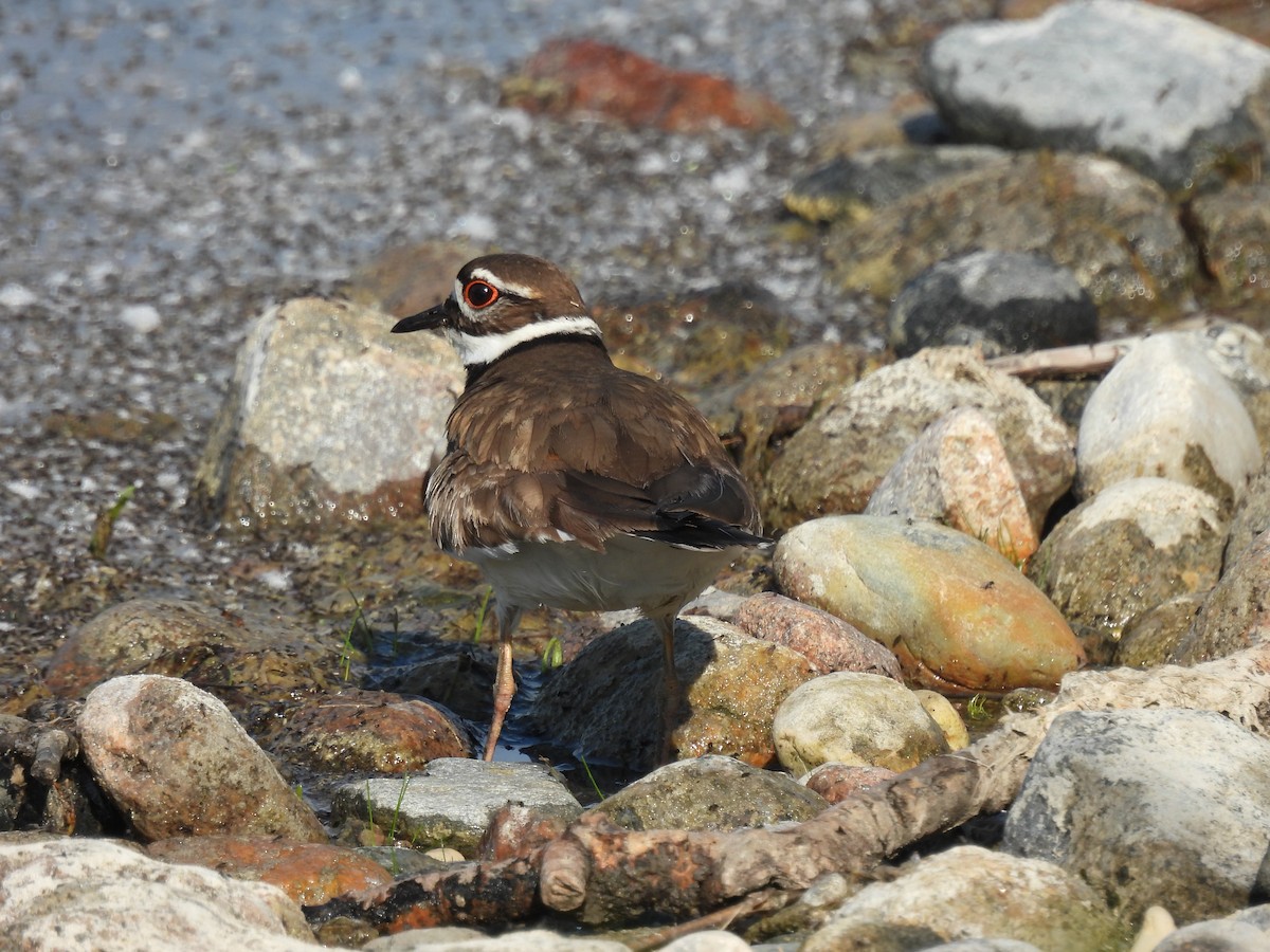 Killdeer - Lara Fitzpatrick