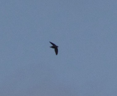 Chimney Swift - ML58317221