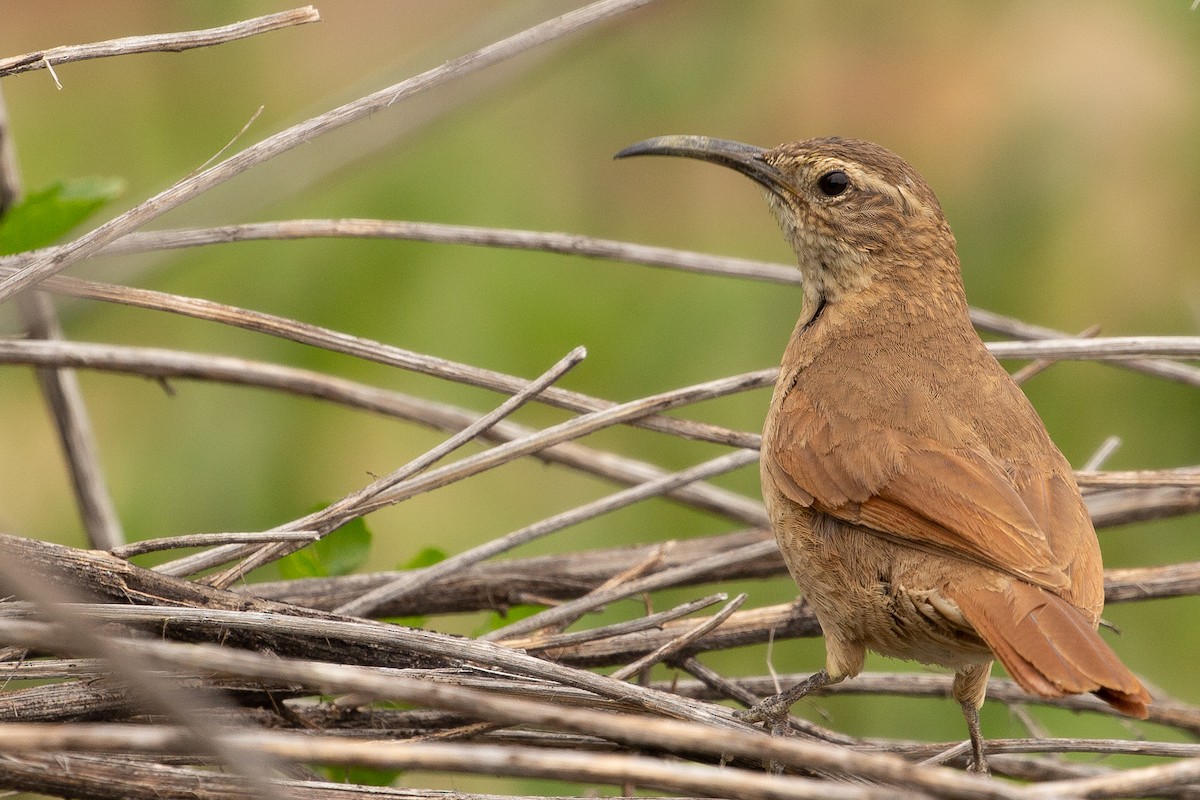 White-throated Earthcreeper - ML583173211