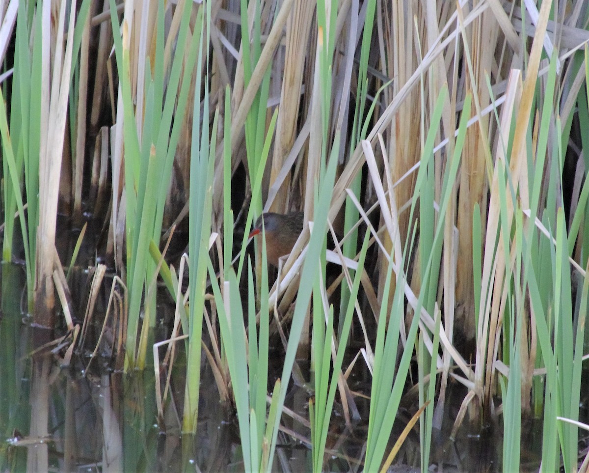 Virginia Rail - ML583173281