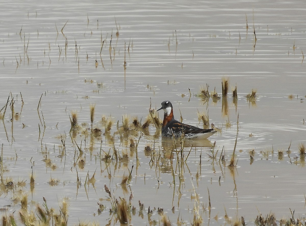 Red-necked Phalarope - Alfonso Rodrigo