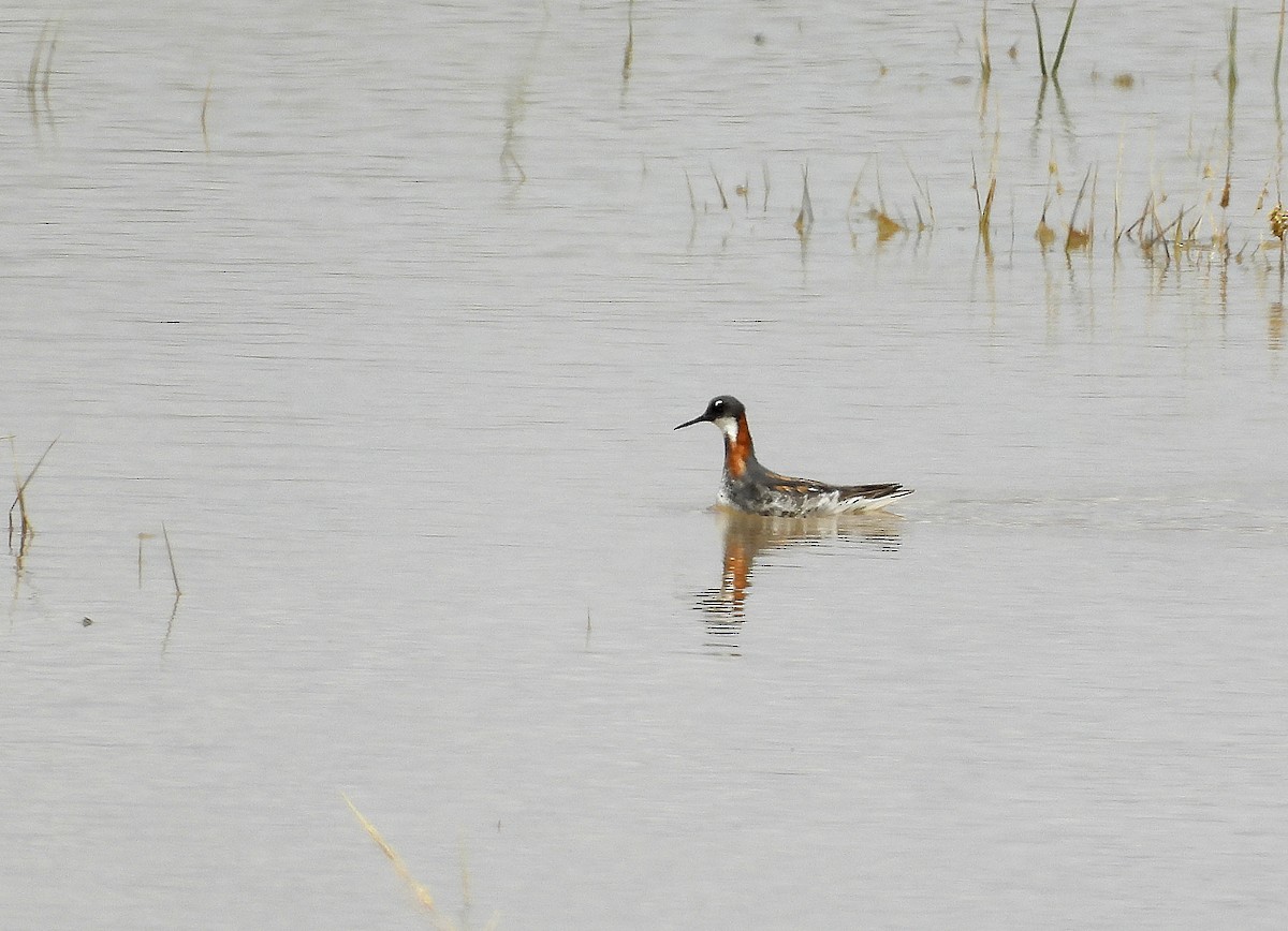 Red-necked Phalarope - ML583174621