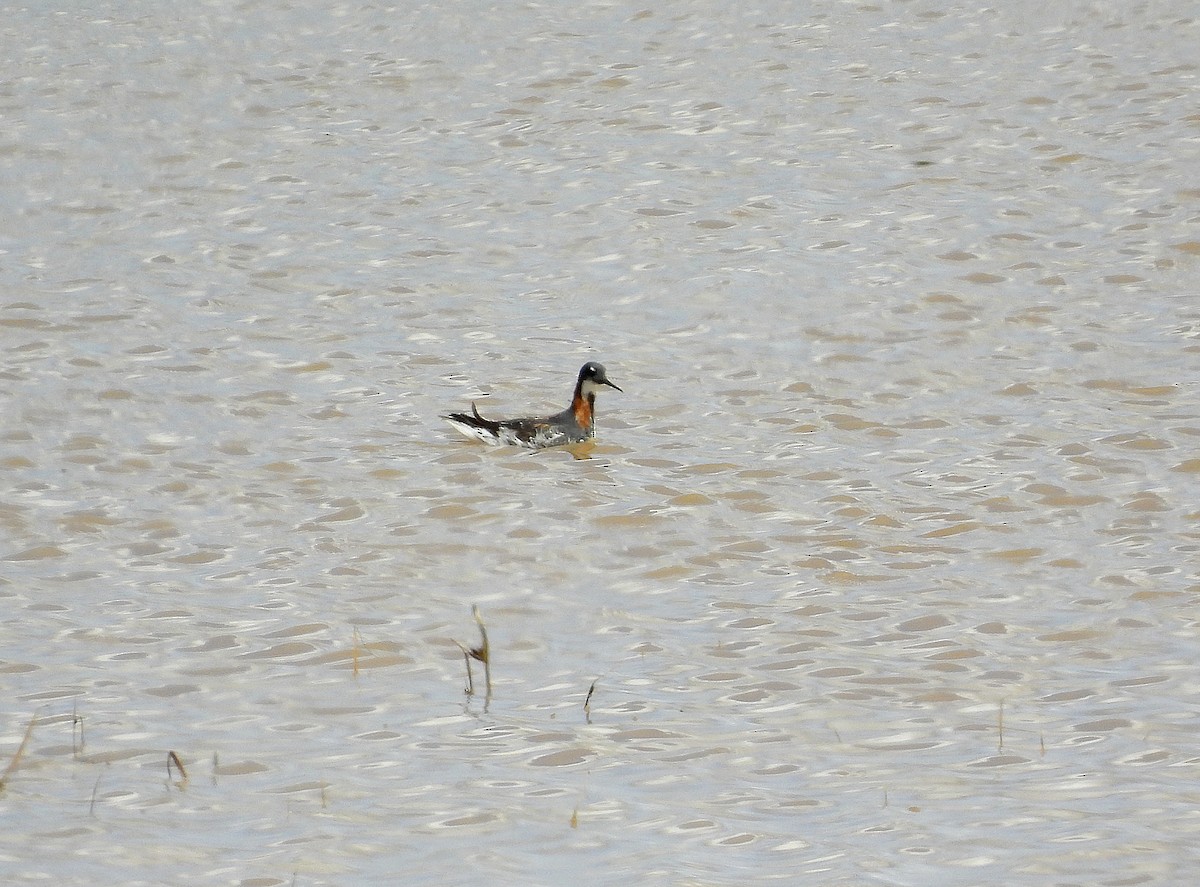 Red-necked Phalarope - ML583174661