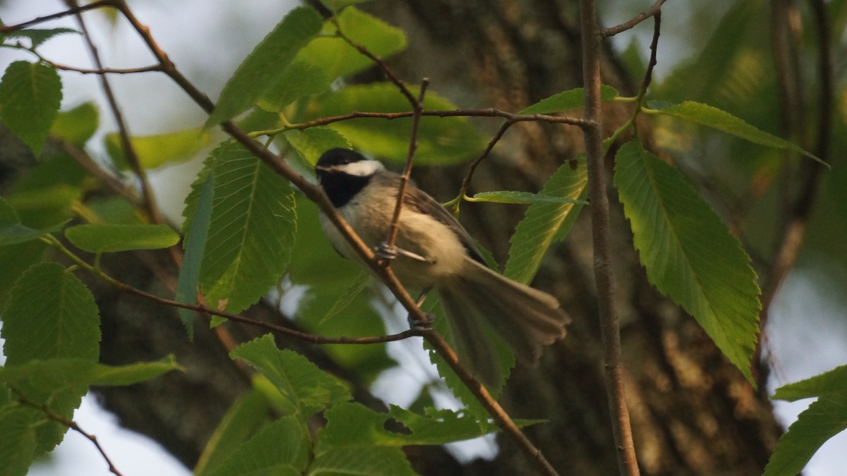 Carolina Chickadee - ML583174761