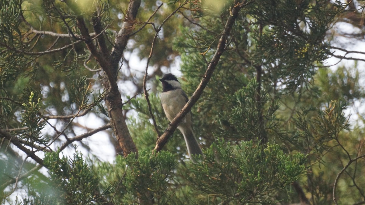 Carolina Chickadee - ML583174781