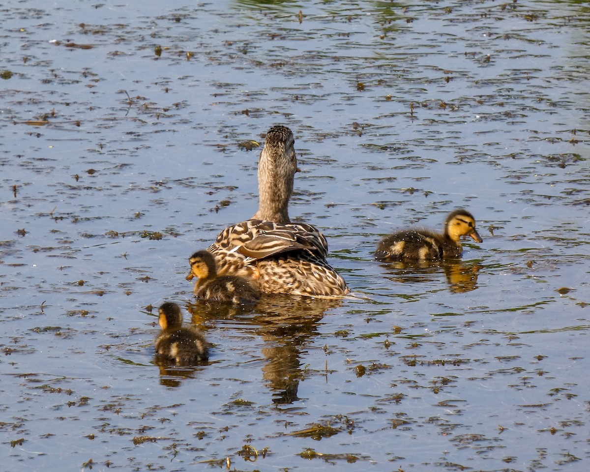 マガモ - ML583175001
