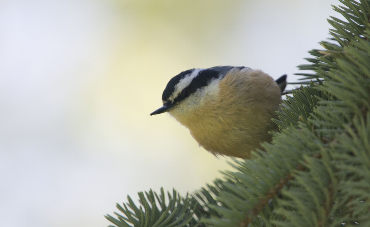 Red-breasted Nuthatch - Louis Lemay