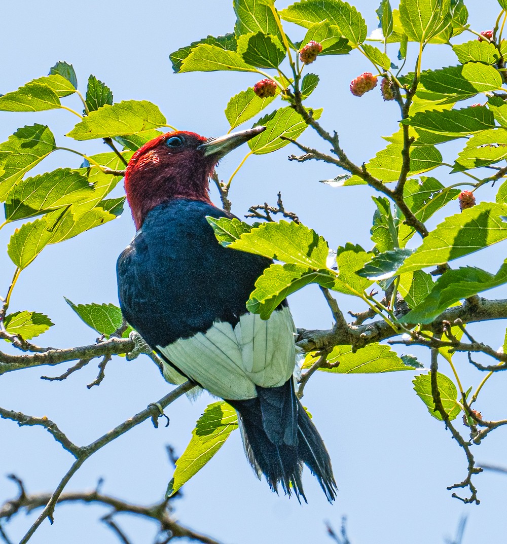 Red-headed Woodpecker - ML583177711