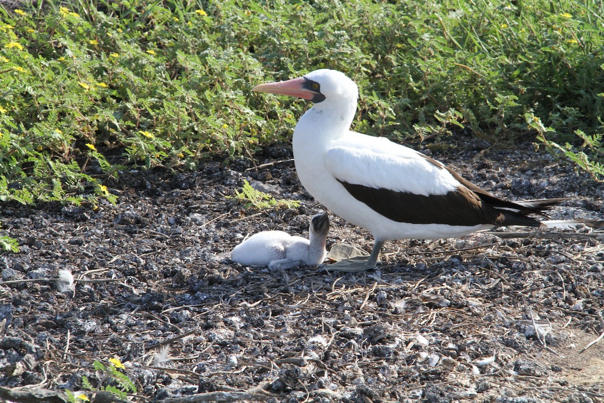 Nazca Booby - karyl gabriel