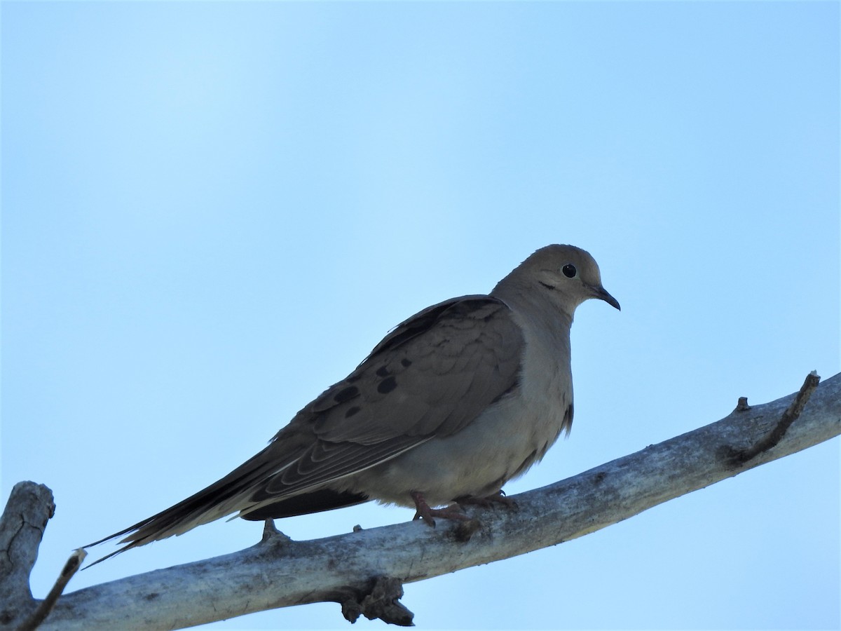 Mourning Dove - ML583177831
